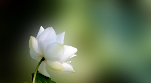 Weißer Lotus vor grünem Hintergrund als Symbol für Achtsamkeit