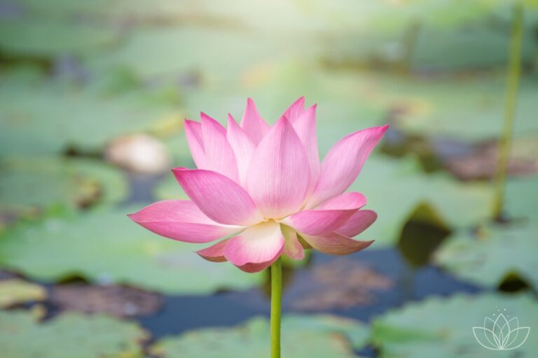 Leuchtende Lotusblüte im Teich