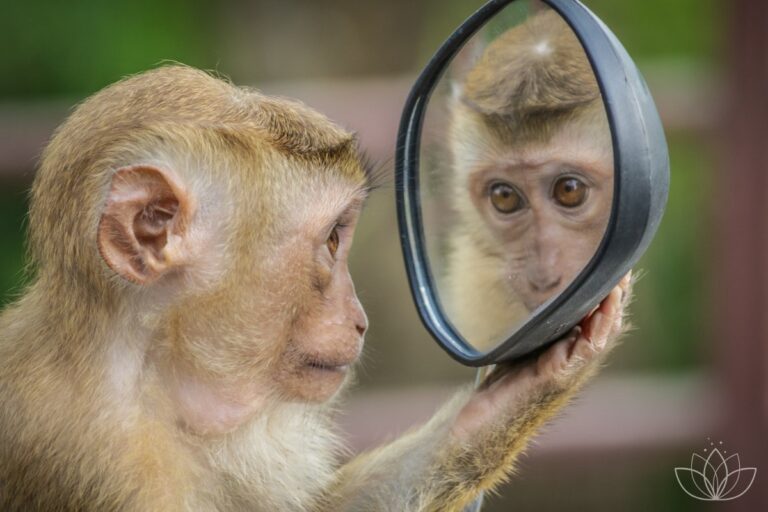 Ein Affe schaut in einen Spiegel und erblickt ... sein Spiegelbild