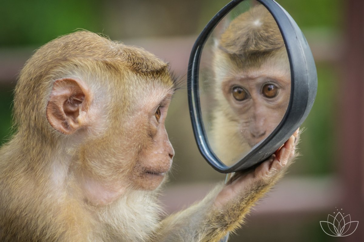 Ein Affe schaut in einen Spiegel und erblickt ... sein Spiegelbild